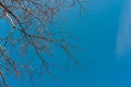 Naked branches of a deciduous tree against the blue sky. trend colors. For sites background Royalty Free Stock Photo