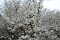 Naked branches of plum with lots of white flowers