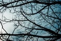 Naked branches of a tree against blue sky close up. Dark and moody. Royalty Free Stock Photo