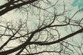 Naked branches of a tree against blue sky close up. Grunge, vintage, halftone effect. Dark and moody. Royalty Free Stock Photo