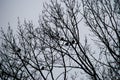 Naked branches of a tree against blue sky close up Royalty Free Stock Photo