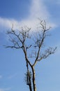 Naked branches of a tree against blue sky and cloud Royalty Free Stock Photo