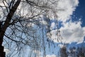 Naked branches of a tree against blue sky in early spring day Royalty Free Stock Photo