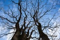 Naked branches of a tree against blue sky Royalty Free Stock Photo