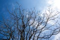 Naked branches of a tree against blue sky Royalty Free Stock Photo