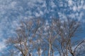 Naked branches against blue sky Royalty Free Stock Photo