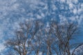 Naked branches against blue sky Royalty Free Stock Photo