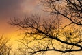 Naked branches on a tree against a sunset sun Royalty Free Stock Photo