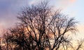 Naked branches on a tree against a sunset sun Royalty Free Stock Photo