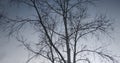 Naked poplar on frosty sky