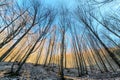 Naked forest in the Tatra mountains in the winter morning