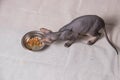 Naked gray Sphinx cat eats food from an iron bowl on a white background Royalty Free Stock Photo