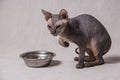 Naked gray Sphinx cat eats food from an iron bowl on a white background Royalty Free Stock Photo