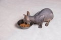 Naked gray Sphinx cat eats food from an iron bowl on a white background Royalty Free Stock Photo