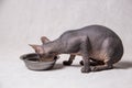 Naked gray Sphinx cat eats food from an iron bowl on a white background Royalty Free Stock Photo