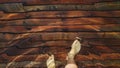 Naked hairy male legs walk on pier. The legs of a man swim. First person of view. Men rest on a flood wood underwater Royalty Free Stock Photo