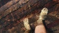 Naked hairy male legs walk on pier. The legs of a man swim. First person of view. Men rest on a flood wood underwater Royalty Free Stock Photo