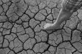 Naked human barefeet on dry soil with growing tree