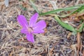 Naked Ladies `Lilac Wonder` flowering in autumn with lilac flowers. Colchicum speciosum Lilac Wonder and mulch. Flowering violet