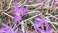 Naked Ladies `Lilac Wonder` flowering in autumn with lilac flowers. Colchicum speciosum Lilac Wonder and mulch. Flowering violet