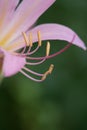 Naked Lady - Lycoris squamigera