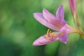 Naked Lady-Lycoris squamigera