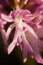 Naked Man orchid flower - Orchis italica Royalty Free Stock Photo