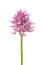 Naked Man orchid flowers - Orchis italica