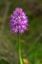 Naked Man orchid flowers stem - Orchis italica Royalty Free Stock Photo