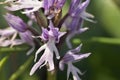 Naked Man Orchid, Greece