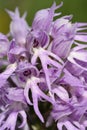 Naked Man Orchid Royalty Free Stock Photo