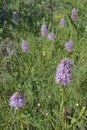 Naked Man Orchid Royalty Free Stock Photo