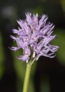 Naked Man Orchid Royalty Free Stock Photo