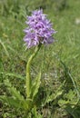 Naked Man Orchid