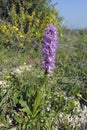 Naked Man Orchid Royalty Free Stock Photo