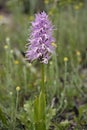 Naked Man Orchid