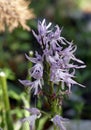 Naked man orchid ( Orchis italica Royalty Free Stock Photo