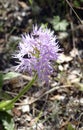 Naked man orchid ( Orchis italica Royalty Free Stock Photo