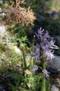 Naked man orchid ( Orchis italica Royalty Free Stock Photo