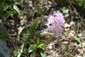 Naked man orchid ( Orchis italica Royalty Free Stock Photo