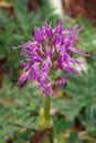 Naked man orchid Royalty Free Stock Photo
