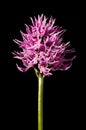 Naked Man orchid over black - Orchis italica Royalty Free Stock Photo