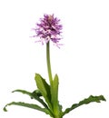 Naked Man orchid plant isolated over white - Orchis italica Royalty Free Stock Photo