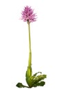 Naked Man orchid plant - Orchis italica Royalty Free Stock Photo