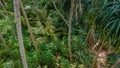 Naked man in the tropical rainforest jungles at the island Manadhoo the capital of Noonu atoll Royalty Free Stock Photo