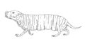 Naked mole rat. Black drawing outline image.