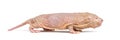 Naked Mole-rat, hairless rat, isolated on wihte Royalty Free Stock Photo