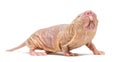 Naked Mole-rat, hairless rat, isolated on wihte