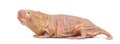 Naked Mole-rat, hairless rat, isolated on wihte Royalty Free Stock Photo