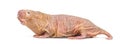 Naked Mole-rat, hairless rat, isolated on wihte